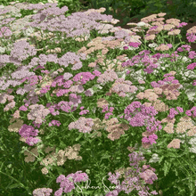 Load image into Gallery viewer, Yarrow, Colorado Mix