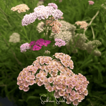 Load image into Gallery viewer, Yarrow, Colorado Mix