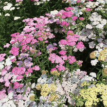 Load image into Gallery viewer, Yarrow, Colorado Mix