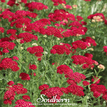 Load image into Gallery viewer, Yarrow, Red