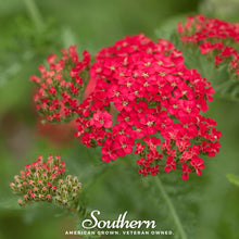 Load image into Gallery viewer, Yarrow, Red