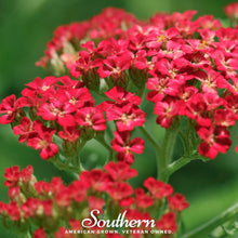 Load image into Gallery viewer, Yarrow, Red
