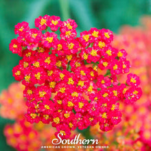 Load image into Gallery viewer, Yarrow, Red