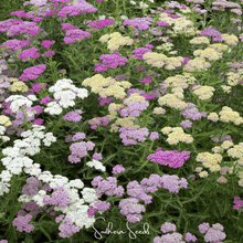 Load image into Gallery viewer, Yarrow, Summer Pastels