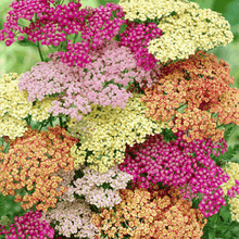 Load image into Gallery viewer, Yarrow, Summer Pastels