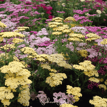 Load image into Gallery viewer, Yarrow, Summer Pastels