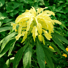 Load image into Gallery viewer, Amaranth, Yellow