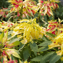 Load image into Gallery viewer, Amaranth, Yellow