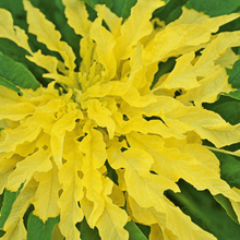 Load image into Gallery viewer, Amaranth, Yellow