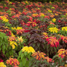 Load image into Gallery viewer, Amaranth, Yellow