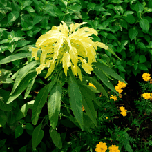 Load image into Gallery viewer, Amaranth, Yellow