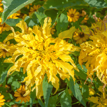Load image into Gallery viewer, Amaranth, Yellow