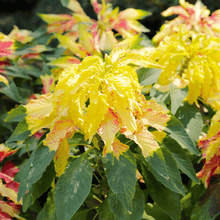 Load image into Gallery viewer, Amaranth, Yellow