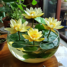 Load image into Gallery viewer, Lotus, Yellow  Seeds