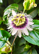 Load image into Gallery viewer, Passion Fruit, Yellow
