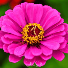 Load image into Gallery viewer, Zinnia, Blueberry Cheesecake