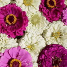 Load image into Gallery viewer, Zinnia, Blueberry Cheesecake