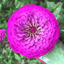Load image into Gallery viewer, Zinnia, Blueberry Cheesecake
