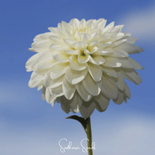 Load image into Gallery viewer, Zinnia, Blueberry Cheesecake
