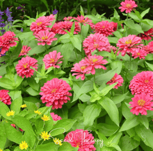 Load image into Gallery viewer, Zinnia, Coral