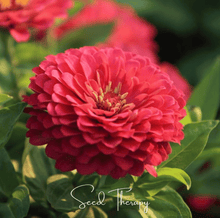 Load image into Gallery viewer, Zinnia, Coral