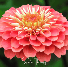 Load image into Gallery viewer, Zinnia, Coral