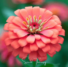 Load image into Gallery viewer, Zinnia, Coral