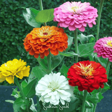 Load image into Gallery viewer, Zinnia, Dahlia Flowered