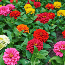 Load image into Gallery viewer, Zinnia, Dahlia Flowered