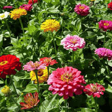 Load image into Gallery viewer, Zinnia, Dahlia Flowered