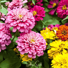 Load image into Gallery viewer, Zinnia, Dahlia Flowered