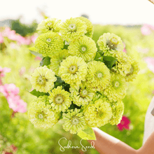 Load image into Gallery viewer, Zinnia, Envy Green