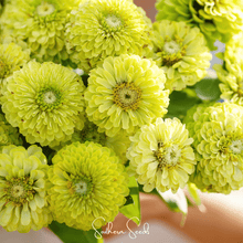 Load image into Gallery viewer, Zinnia, Envy Green