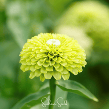 Load image into Gallery viewer, Zinnia, Envy Green