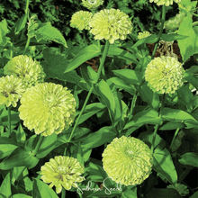 Load image into Gallery viewer, Zinnia, Envy Green