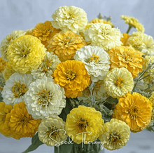Load image into Gallery viewer, Zinnia, Lemon Meringue