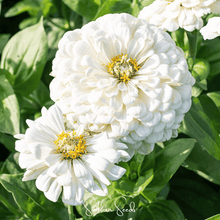 Load image into Gallery viewer, Zinnia, Lemon Meringue