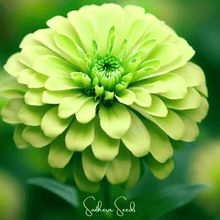 Load image into Gallery viewer, Zinnia, Lemon Meringue