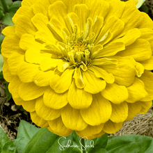 Load image into Gallery viewer, Zinnia, Lemon Meringue