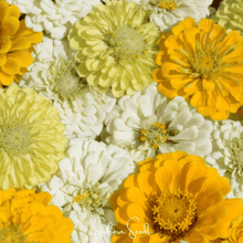 Load image into Gallery viewer, Zinnia, Lemon Meringue