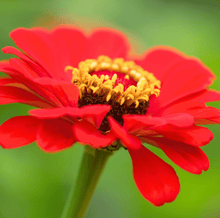 Load image into Gallery viewer, Zinnia, Meteor