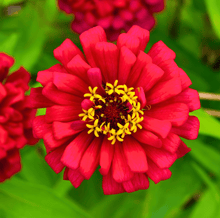 Load image into Gallery viewer, Zinnia, Meteor