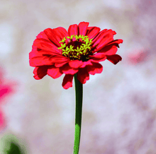 Load image into Gallery viewer, Zinnia, Meteor