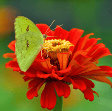 Load image into Gallery viewer, Zinnia, Meteor