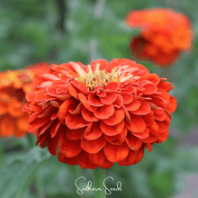 Load image into Gallery viewer, Zinnia, Oriole