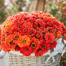 Load image into Gallery viewer, Zinnia, Oriole