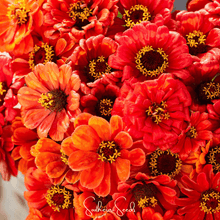 Load image into Gallery viewer, Zinnia, Oriole
