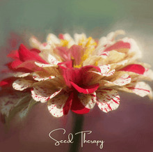 Load image into Gallery viewer, Zinnia, Peppermint Stick