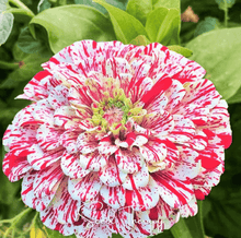 Load image into Gallery viewer, Zinnia, Peppermint Stick