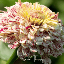 Load image into Gallery viewer, Zinnia, Peppermint Stick